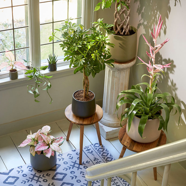 Κασπώ (Φ17x15.5) Edelman Amber D.Grey 1087669