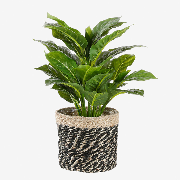 Τεχνητό Φυτό Σε Γλάστρα 49εκ. Edelman Evergreen 1044543