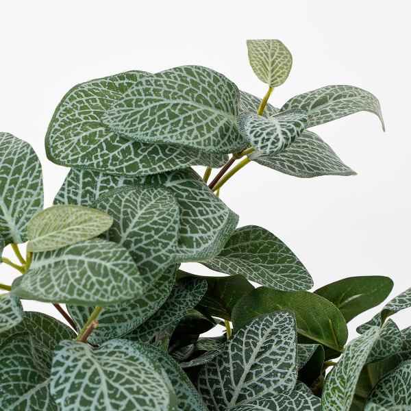 Τεχνητό Φυτό Κρεμαστό 54εκ. Edelman Fittonia 1074941