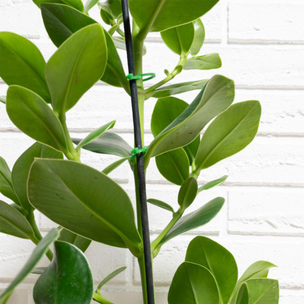 Κλιπς Φυτών 50τμχ Black+Decker 871125223690