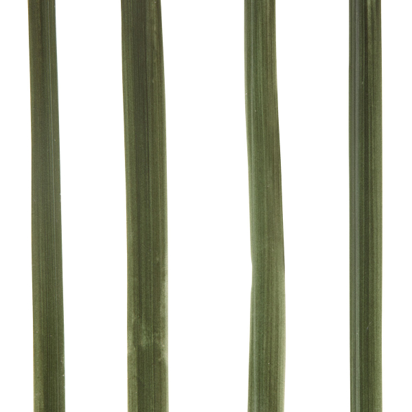 Τεχνητό Λουλούδι Σε Γλάστρα 81εκ. A-S Orchid Asia 214107