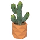 Διακοσμητικό Φυτό Σε Γλαστράκι (Φ13×24) A-S Cactus Terra 185452