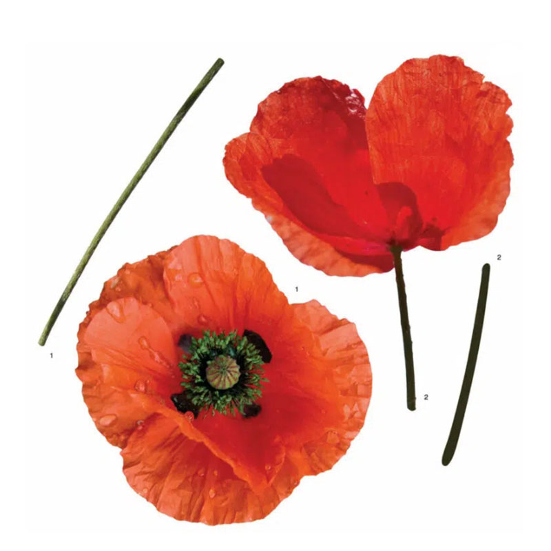 Αυτοκόλλητα Τοίχου Ango Poppies 54101 Home Διακόσμηση Spitishop