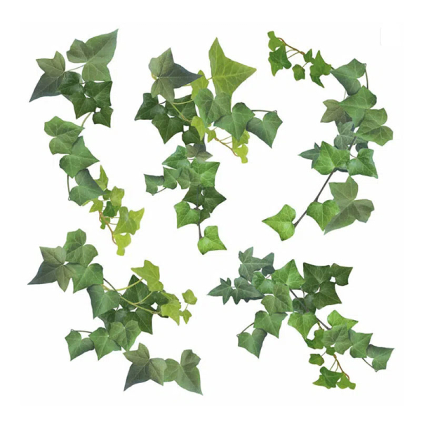 Αυτοκόλλητα Τοίχου Ango Watercolour Ivy 54152