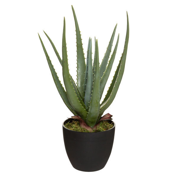 Διακοσμητικό Φυτό Σε Γλάστρα (42x39x39) A-S Aloe 173017