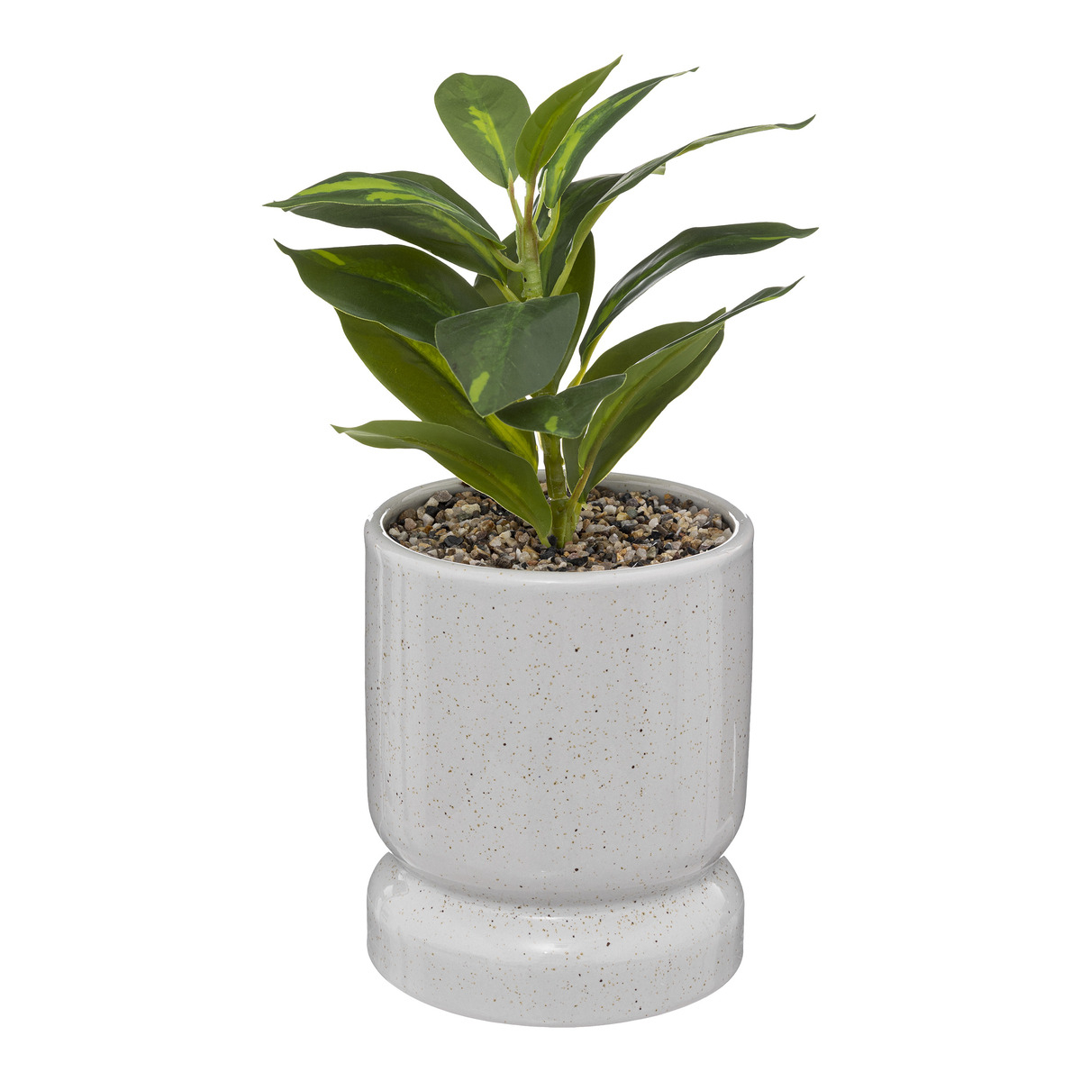 Διακοσμητικό Φυτό Σε Γλαστράκι (Φ12×30) A-S Plant 189137 229774