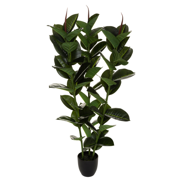 Διακοσμητικό Φυτό Σε Γλάστρα (Φ40x120) A-S Ficus Robusta 181460