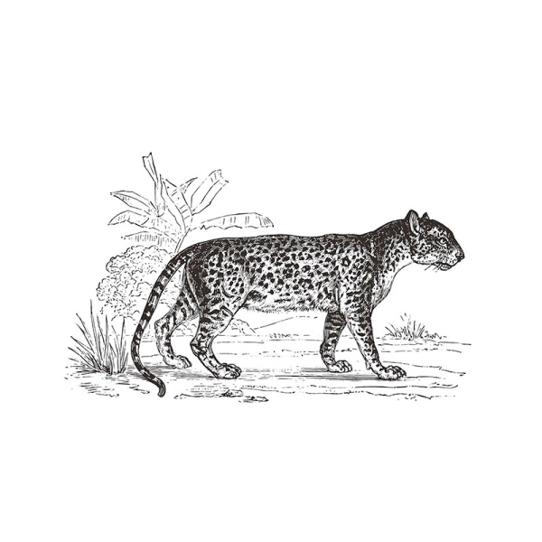 Αυτοκόλλητο Τοίχου A-S Sticker Leopard 188068