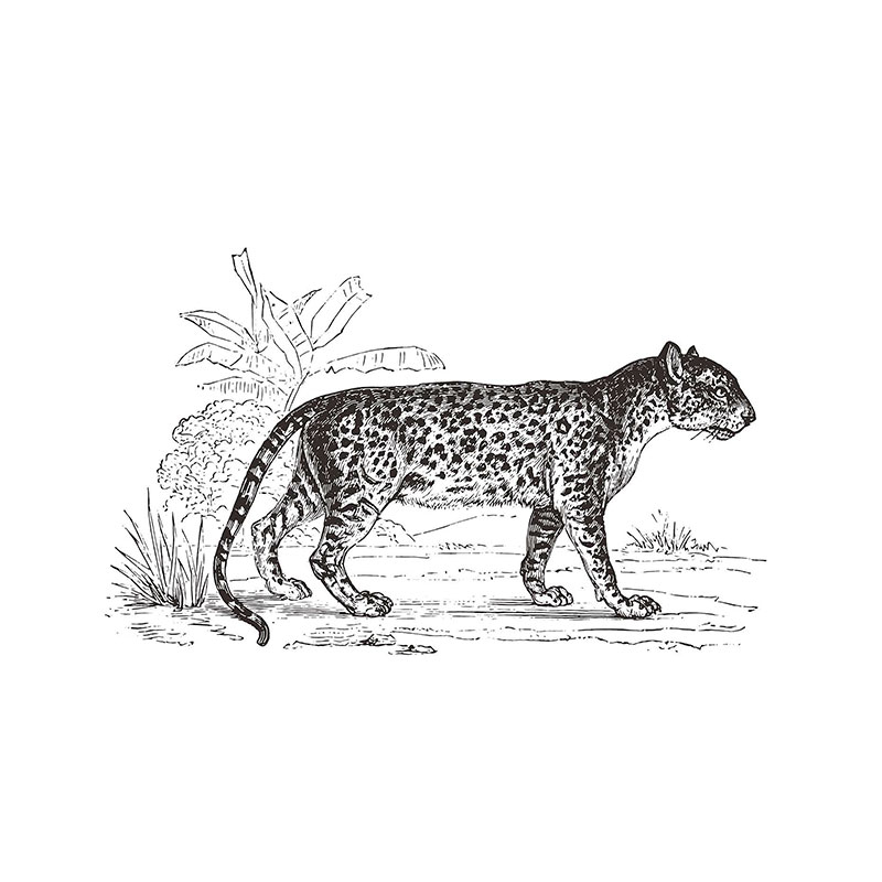 Αυτοκόλλητο Τοίχου A-S Sticker Leopard 188068 237286
