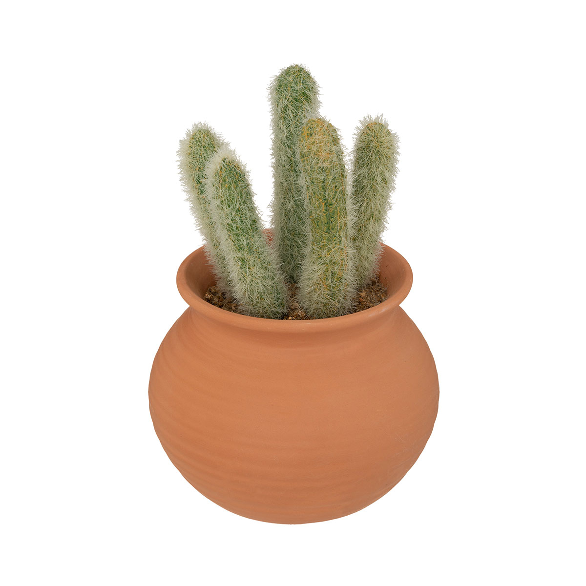 Διακοσμητικό Φυτό Σε Γλάστρα (17×8) A-S Cactus Pot A 189121