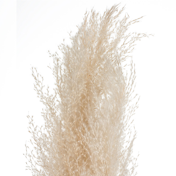 Αποξηραμένα Διακοσμητικά Κλαδιά Pampas 110εκ. (Σετ 3τμχ) A-S Pampa Naturelle 179282
