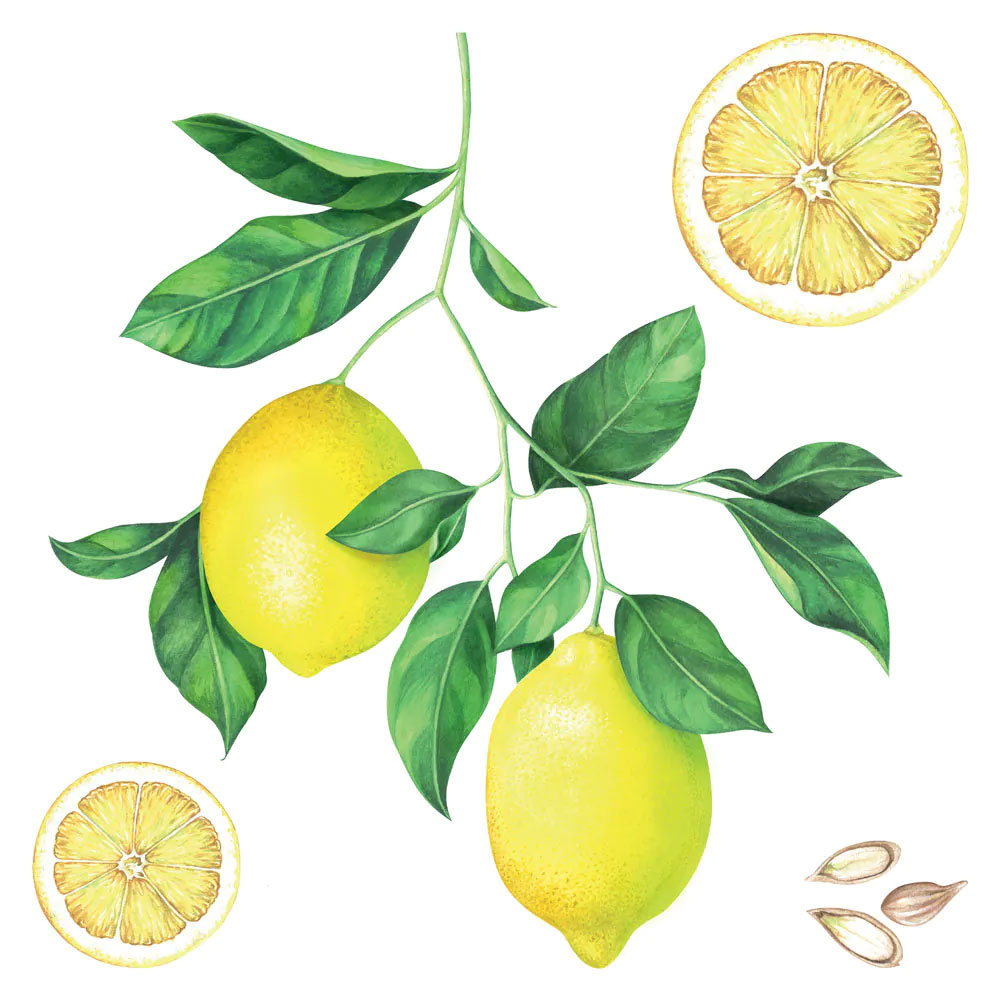 Αυτοκόλλητα Τοίχου Ango Lemons 54122 Home Διακόσμηση Spitishop